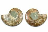 Cut & Polished Ammonite Fossil - Madagascar #377524-1